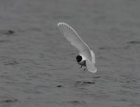 Little Gull (Larus minutus)