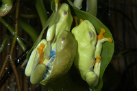 : Agalychnis callidryas; Redeyed Treefrog