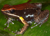 : Allobates zaparo