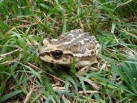 : Bufo limensis