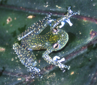 : Cochranella mache