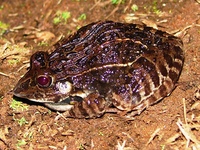 : Leptodactylus fuscus; R