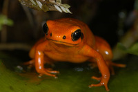 : Mantella milotympanum; Black Eared Mantella