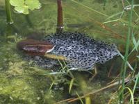 : Rana chiricahuensis; Chiricahua Leopard Frog