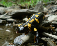 : Salamandra salamandra; Fire Salamander