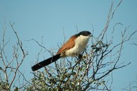 : Centropus cupreicaudatus; Burchell's Coucal