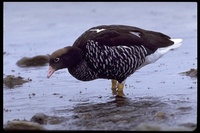 : Chloephaga hybrida malvinarum; Kelp Goose