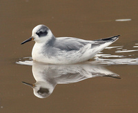 : Phalaropus fulicarius; Red Phalarope