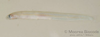 : Gunnellichthys viridescens