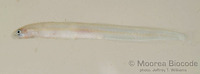: Gunnellichthys viridescens