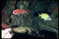 : Myripristis jacobus; Pinecone Soldierfish;
