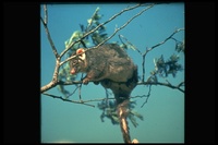 : Pseudocheirus peregrinus; Ring-tailed Possum