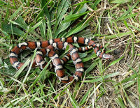 : Lampropeltis triangulum triangulum; Eastern Milk Snake
