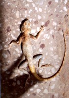 : Trapelus agilis pakistanensis; Field Agama