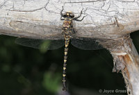 : Tanypteryx hageni; Black Petaltail