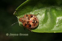 : Thyanta pallidovirens; Stink Bug