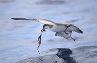 Bullers shearwater