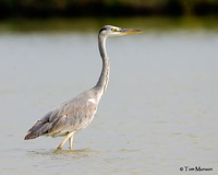 Gray Heron