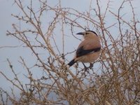 Henderson's Ground-Jay. E of Tsagaan nuur, 29 May.