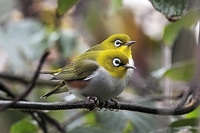 한국동박새 [chestnut-flanked white-eye] / 조선동박새/북동박새