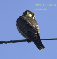 새호리기 Eurasian Hobby