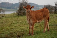 Ko (Limousine) (Bos taurus (Limousine)) Foto/billede af