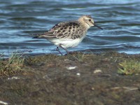 Baird's Sandpiper