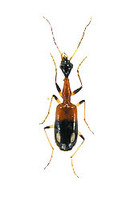 フタモンクビナガゴミムシ 4 exs. Archicolliuris bimaculata nipponica