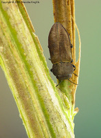 Anthaxia funerula