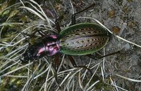 Carabus trichothorax