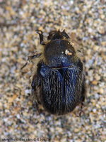Paleira femorata