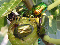 Protaetia cuprea obscura