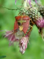 Carpocoris purpureipennis