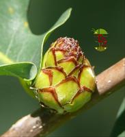 Andricus foecundatrix