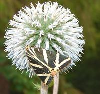 Euplagia quadripunctaria - Jersey Tiger