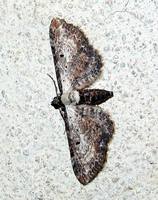 Eupithecia succenturiata - Bordered Pug