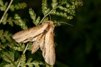 Shargacucullia scrophulariae - Water Betony