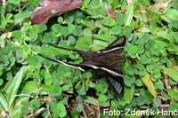 Lamproptera curius
