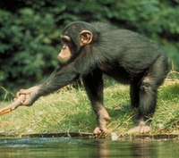 Chimpanzee (Pan troglodytes)