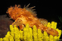 Scorpaena scrofa, Largescaled scorpionfish: fisheries, aquarium