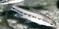Barbus baudoni, :