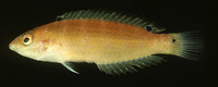 Suezichthys russelli, Russell's wrasse: