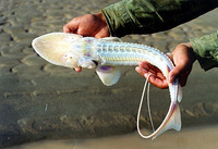 Pseudoscaphirhynchus kaufmanni, Amu Darya sturgeon: fisheries