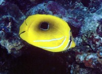 Chaetodon bennetti, Bluelashed butterflyfish: fisheries, aquarium