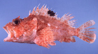 Scorpaena neglecta, : fisheries, gamefish