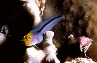 Ecsenius frontalis, Smooth-fin blenny: aquarium