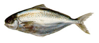 Stromateus brasiliensis, :