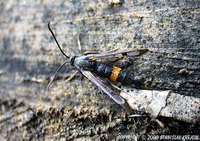 Synanthedon culiciformis - Large Red-belted Clearwing