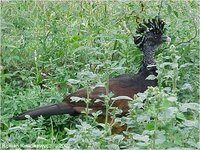 Great Curassow, Crax rubra