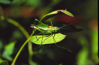 Leptophyes boscii